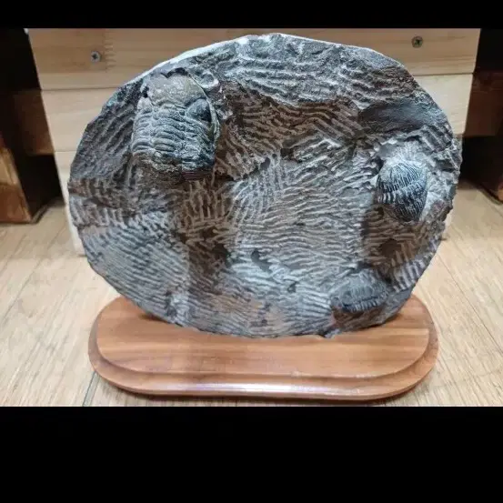 삼엽충 화석