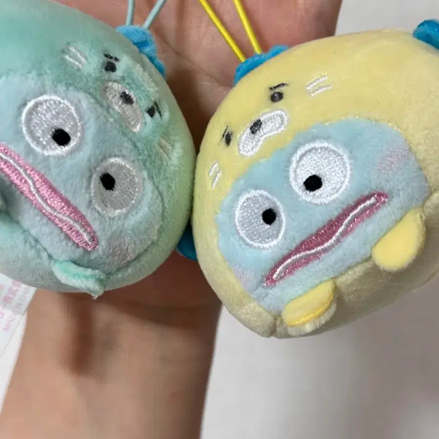 한교동 물개 (일괄)