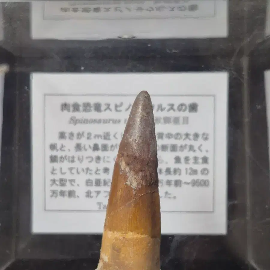 스피노사우루스 이빨 화석
