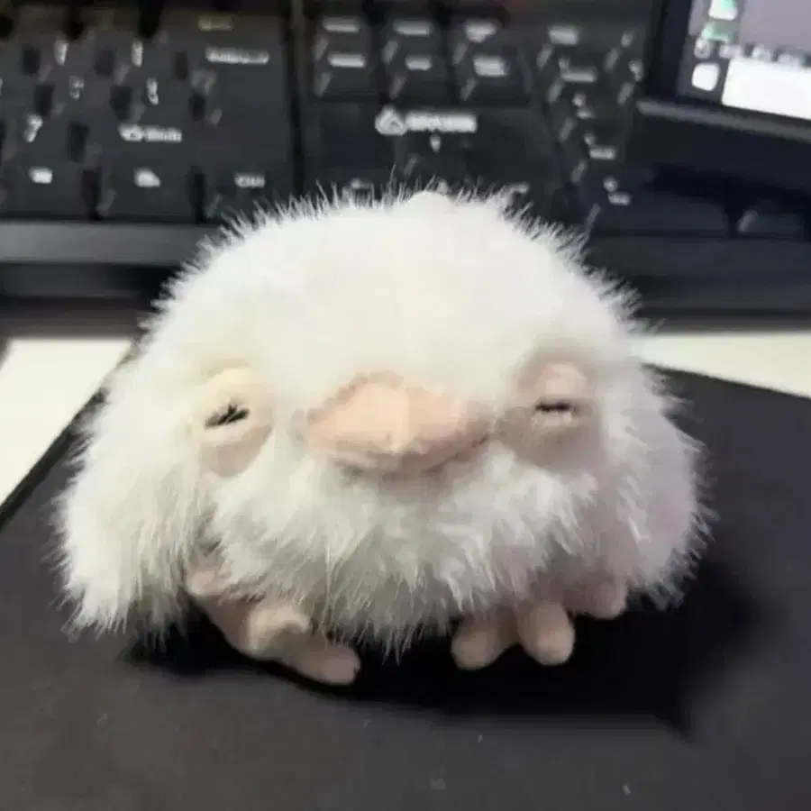 월요일아침새 쏙독새 키링 인형 새상품 급처 퍼글러