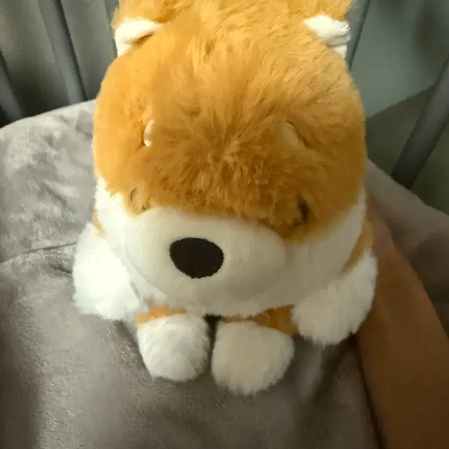 훈바루즈 훈바룬즈 시바이누 시바견 누이