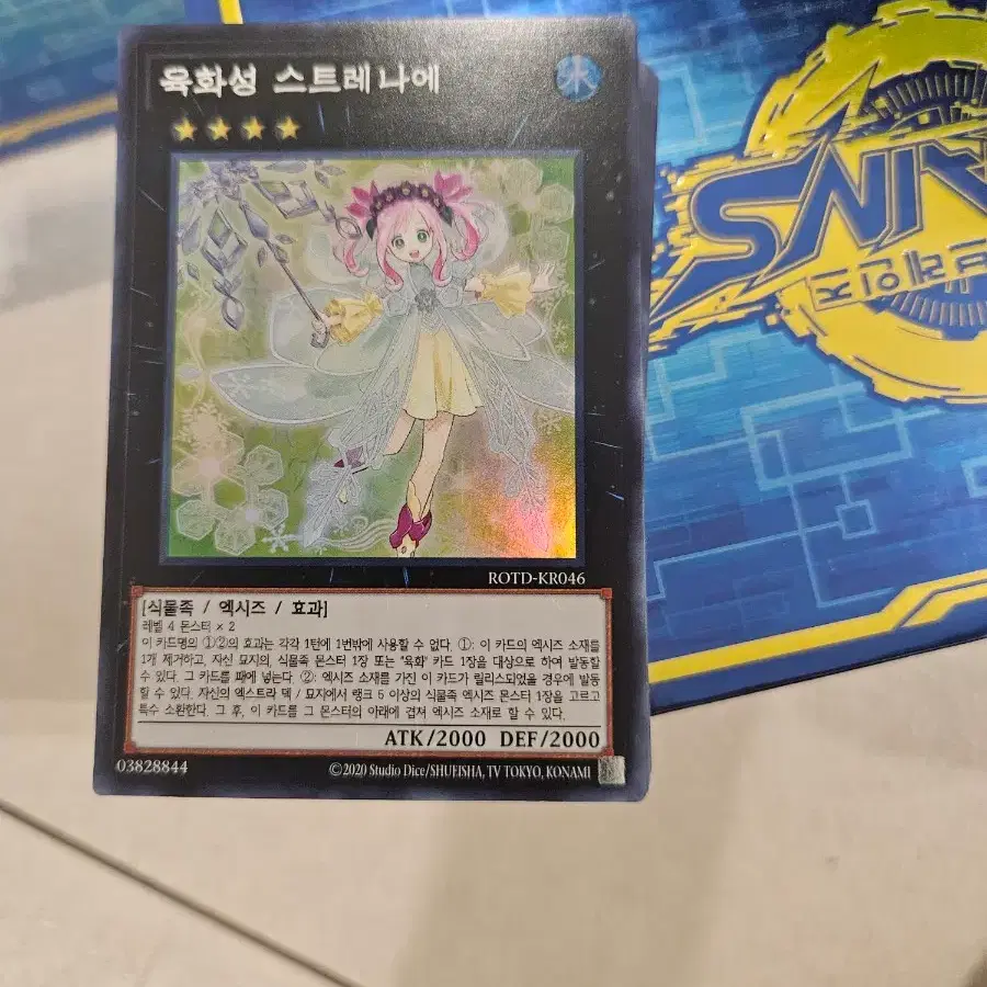 육화성 스트레나에 슈레