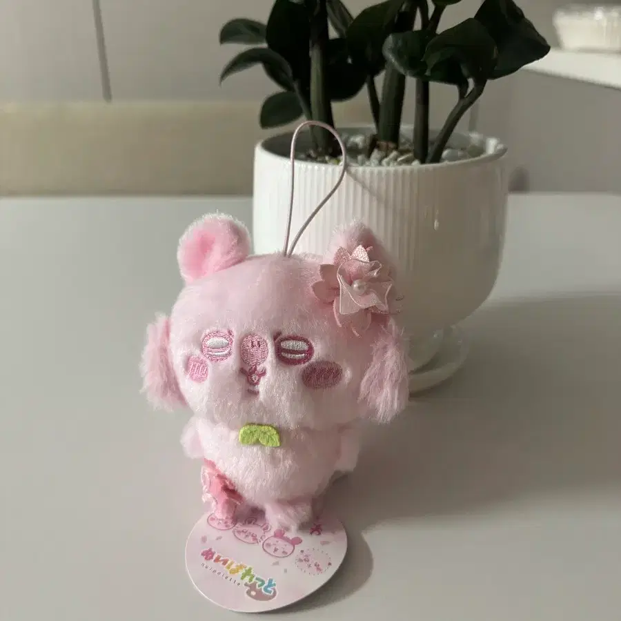 벚꽃 모몽가 판매해용