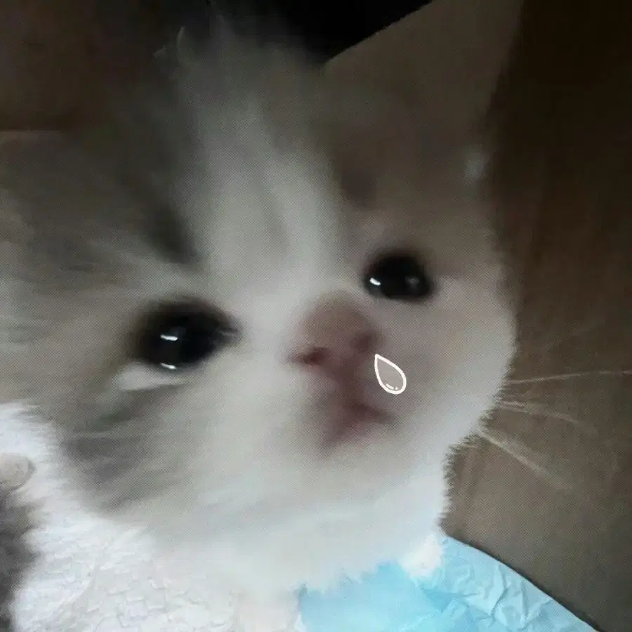 학생 중고 스타킹
