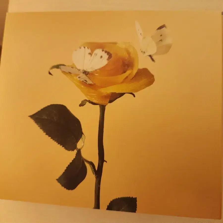 일번에서 산 아이묭 cd 팝니다