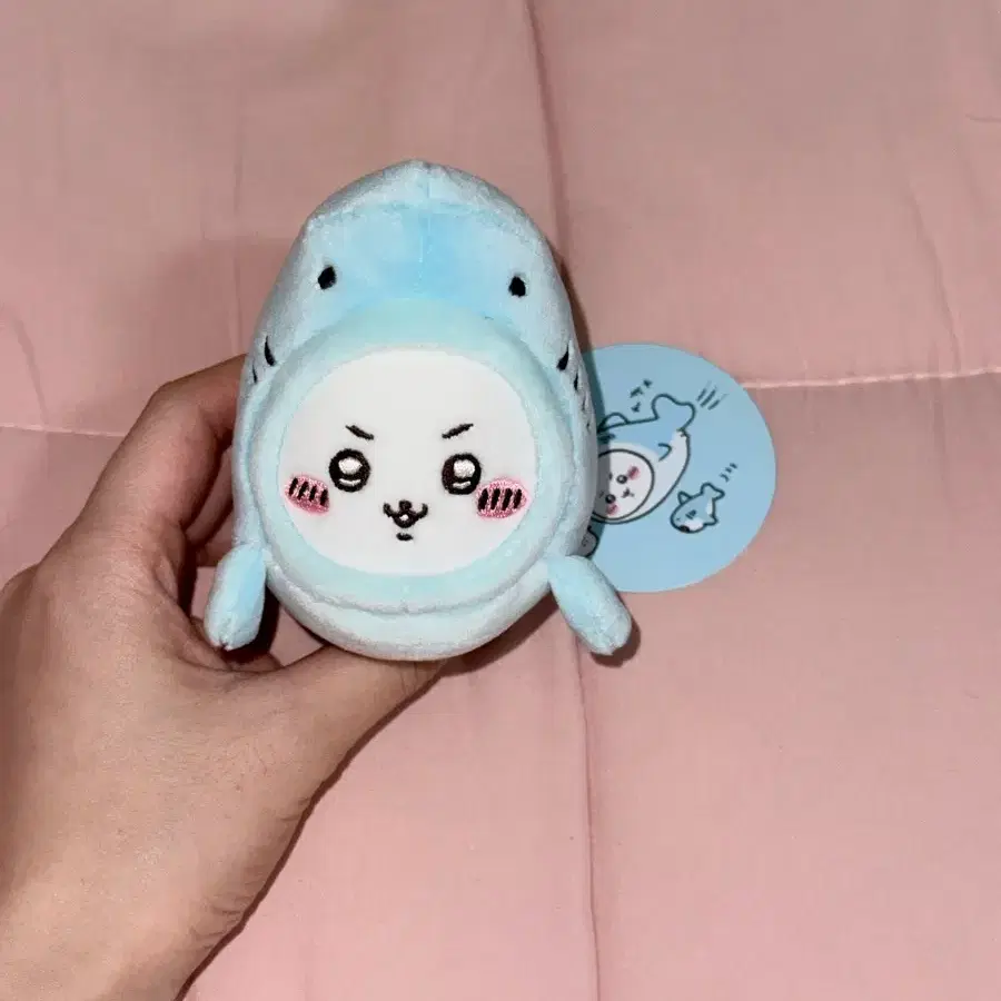 상어 치이카와 누이