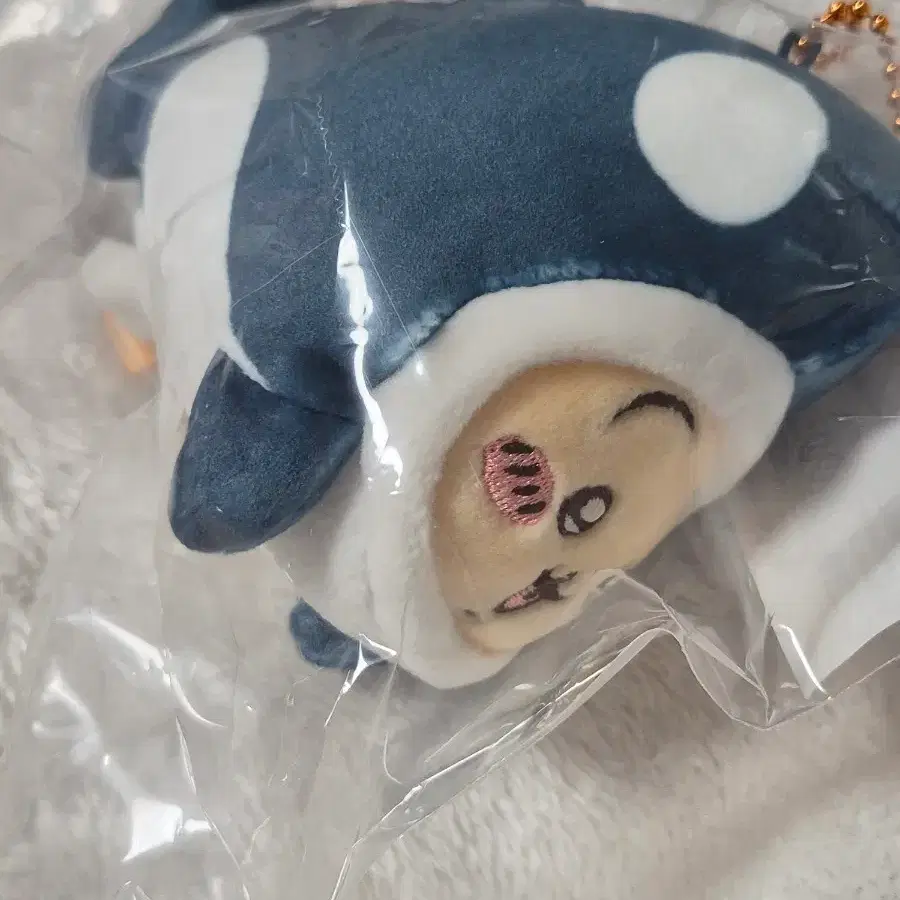 치이카와 수족관 상어 우사기
