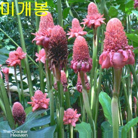 더크래커 (The Cracker) - Heaven (미개봉, CD)