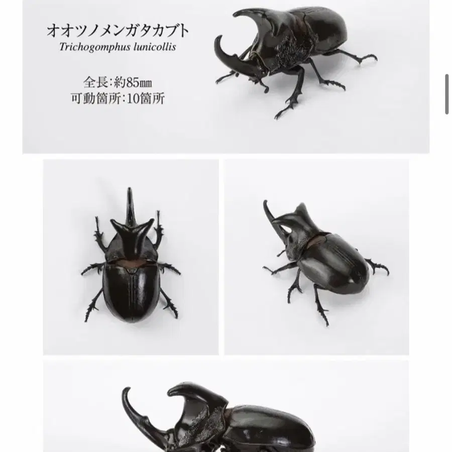 생물대도감 장수풍뎅이11탄 루니콜리스