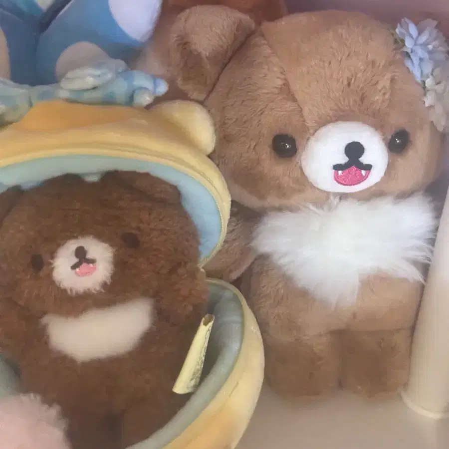 코구마 일괄 포징코구마