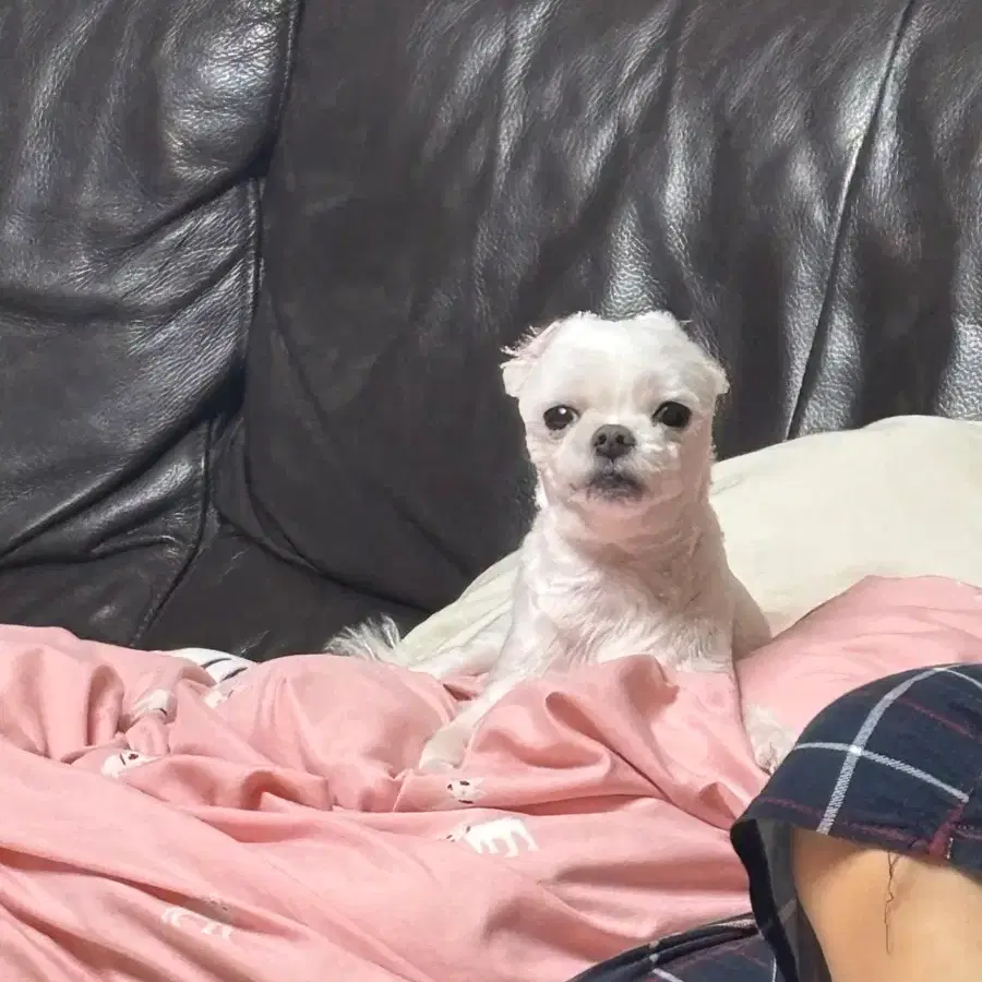 택배비 포함 결제