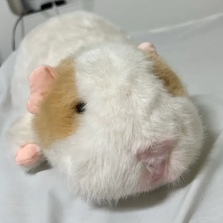 모루못토상 기니피그 인형 화이트 35cm