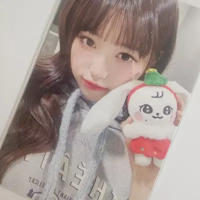 아이브 크리스마스 플러시 한정판 인형 원영포카 시세킹 판매합니다 룩스캔킬 분철 리바이브 공방 NY뮤직 큐큐뮤직