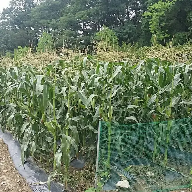 강원도 횡성 옥수수  찰옥수수