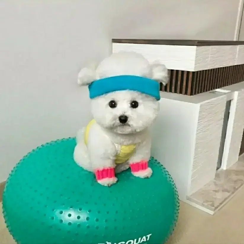 애견미용 빗 콤 강아지 고양이 눈꼽빗 페이스콤 털제거 스테인리스 교신 X