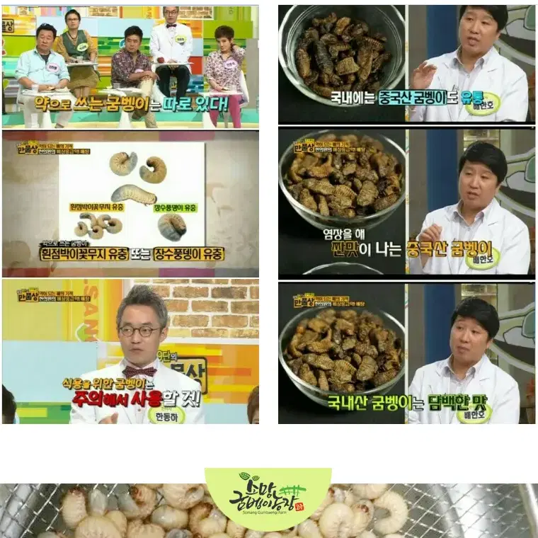 직접 재배한 건강식품 굼벵이 팝니다