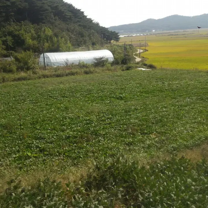 안면도 호박 고구마