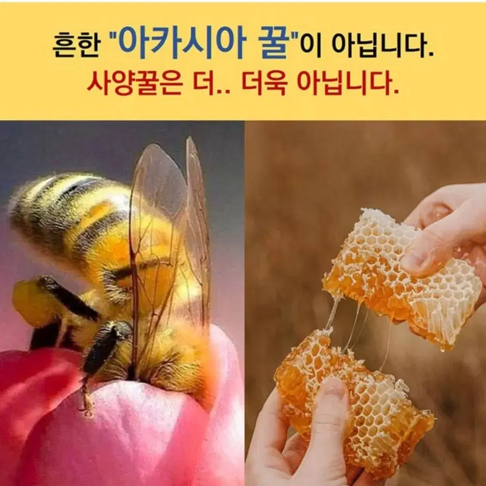 진짜 천연벌꿀 500g 1+1