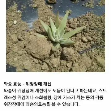 와송