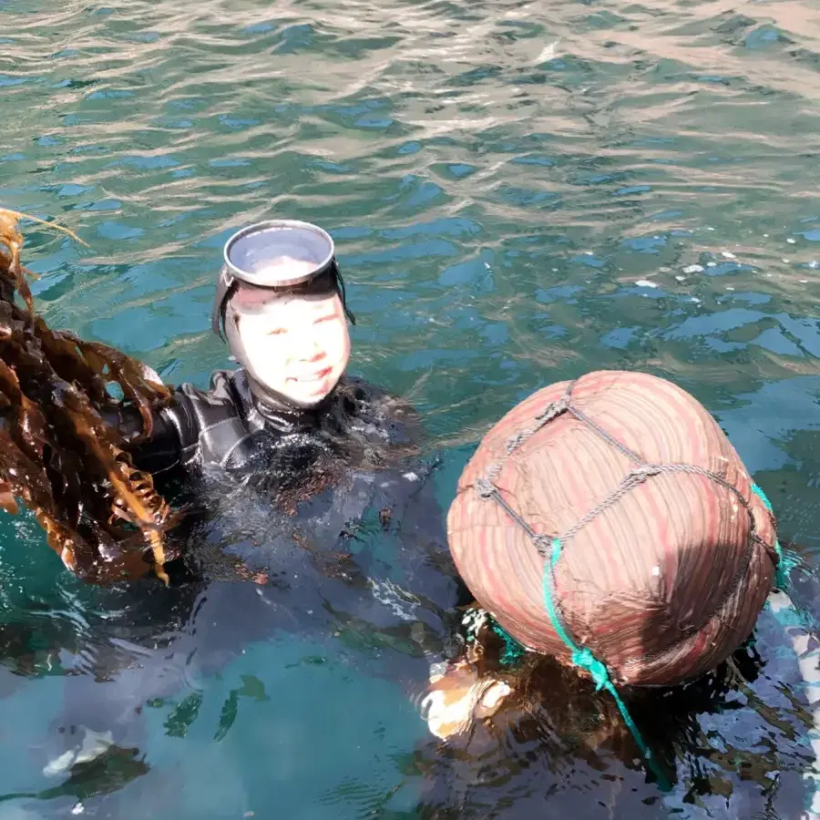 울릉도 자연산 돌미역 직접제배 특가할인 전국칼배송 선물용 및 건강보호식품