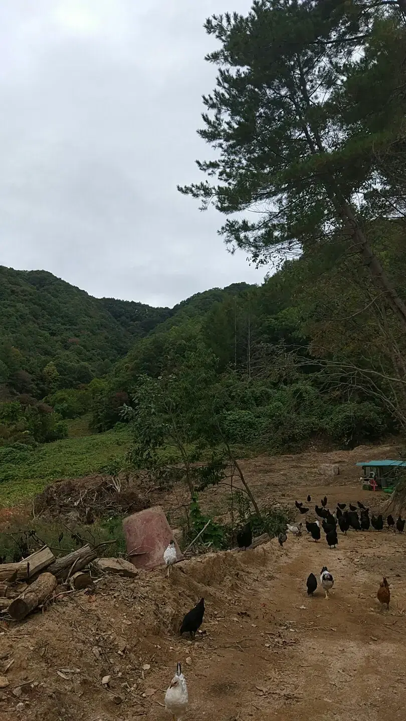 강원도 횡성군 청일면 유동리 토지 땅