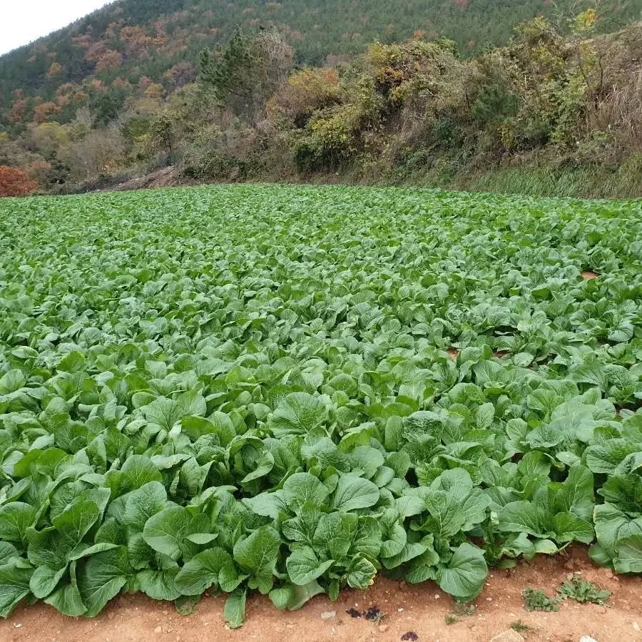 당일제조 직접키운 전라도 젓갈 겉절이 1kg