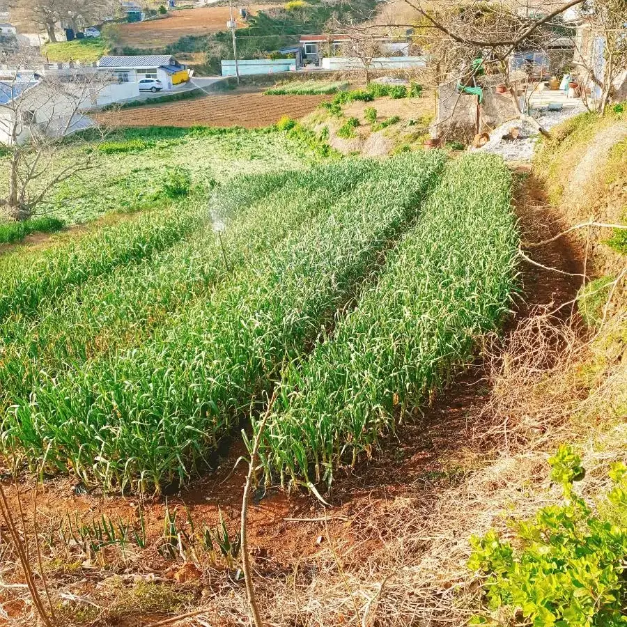 당일제조 직접키운 전라도 젓갈 겉절이 1kg