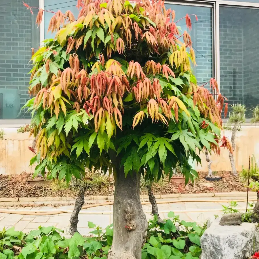 수령30년생 단풍나무조경수 판매합니다