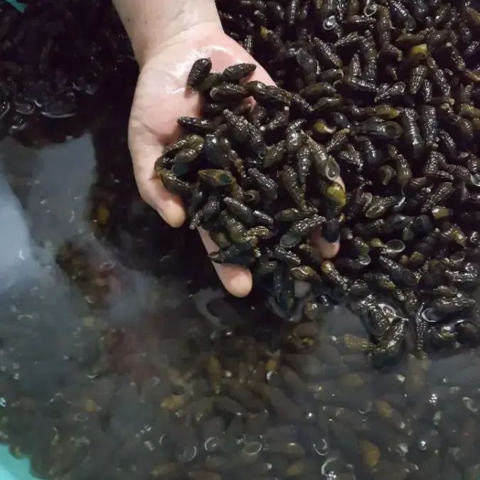 맛좋은 자연산 괴산 깐다슬기